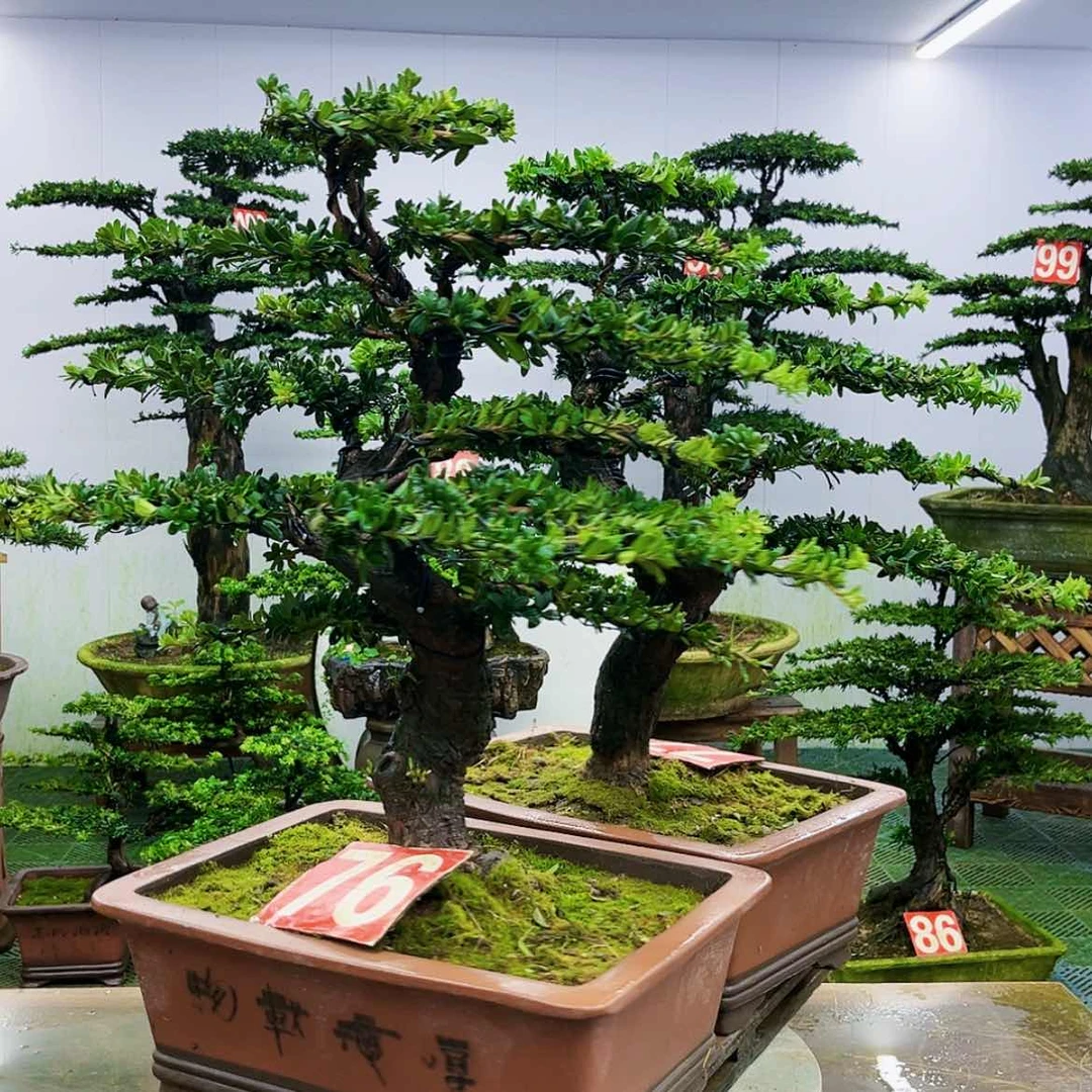 【闪购商品】无花朵罗汉松盆景