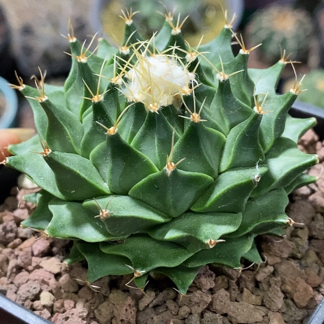 孤品实生特选株大尤大帝冠6.6cm