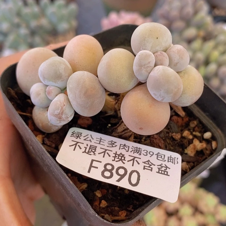 橙奶890多肉植物