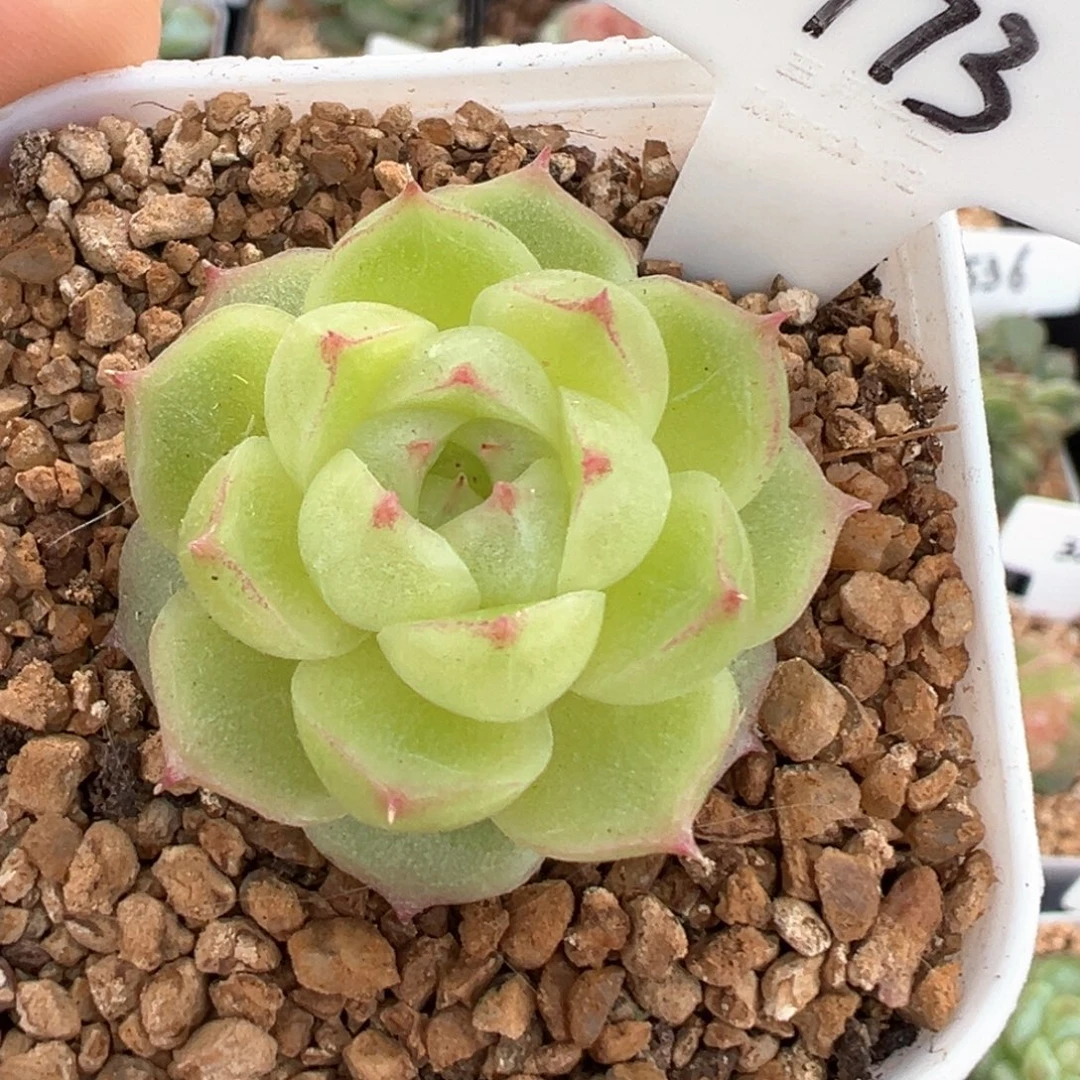 173号小豆包 晗雨多肉