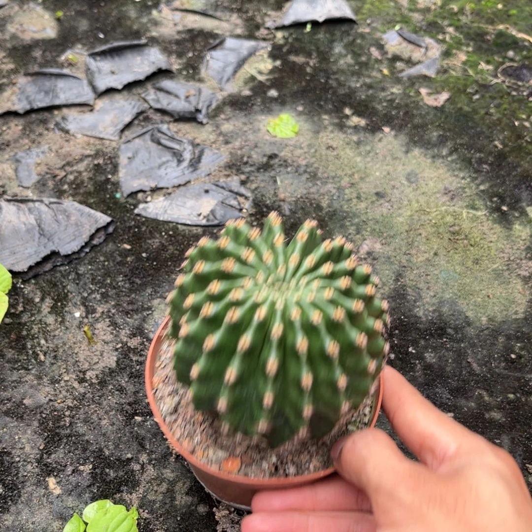 滴***沾实生黑金刚仙人球1