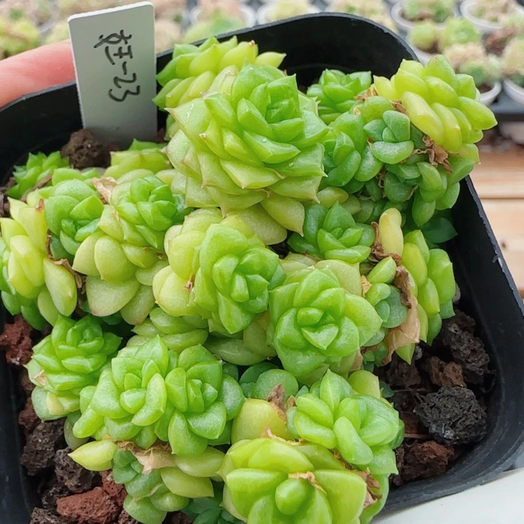 花语逸镜0618-150散
