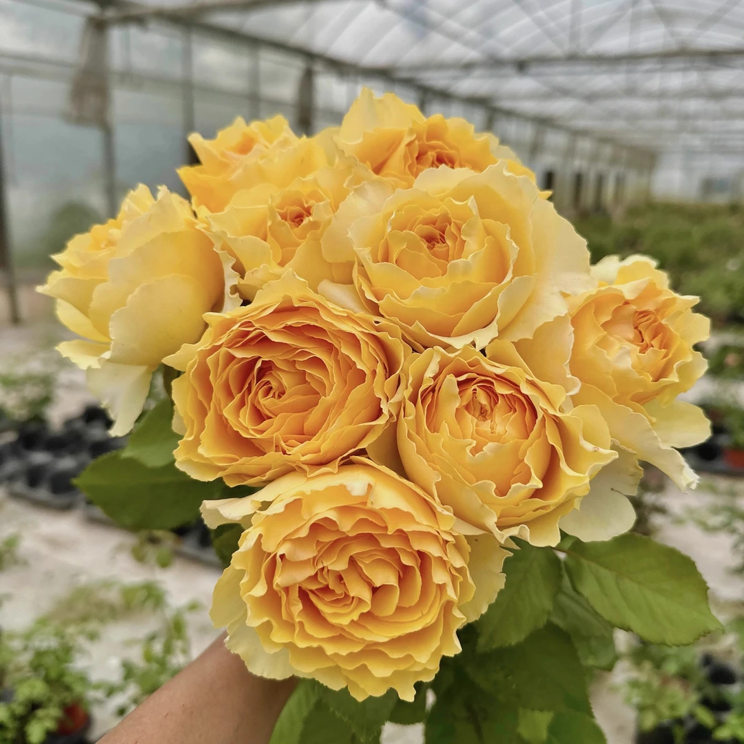 阳光笑容月季花中苗盆栽黄色大花耐雨淋抗病强微香花期长阳台