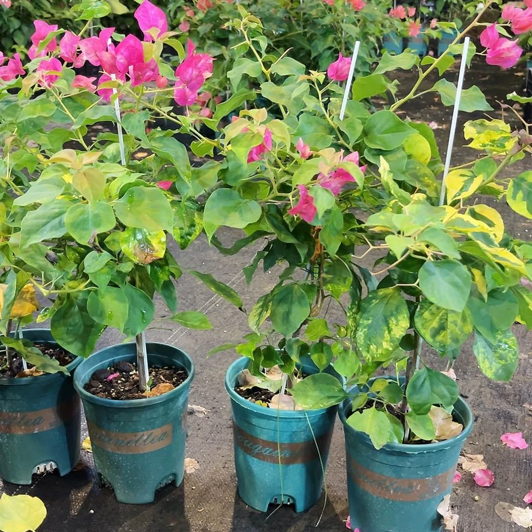 大部分开放少量花苞红九月带竹一颗