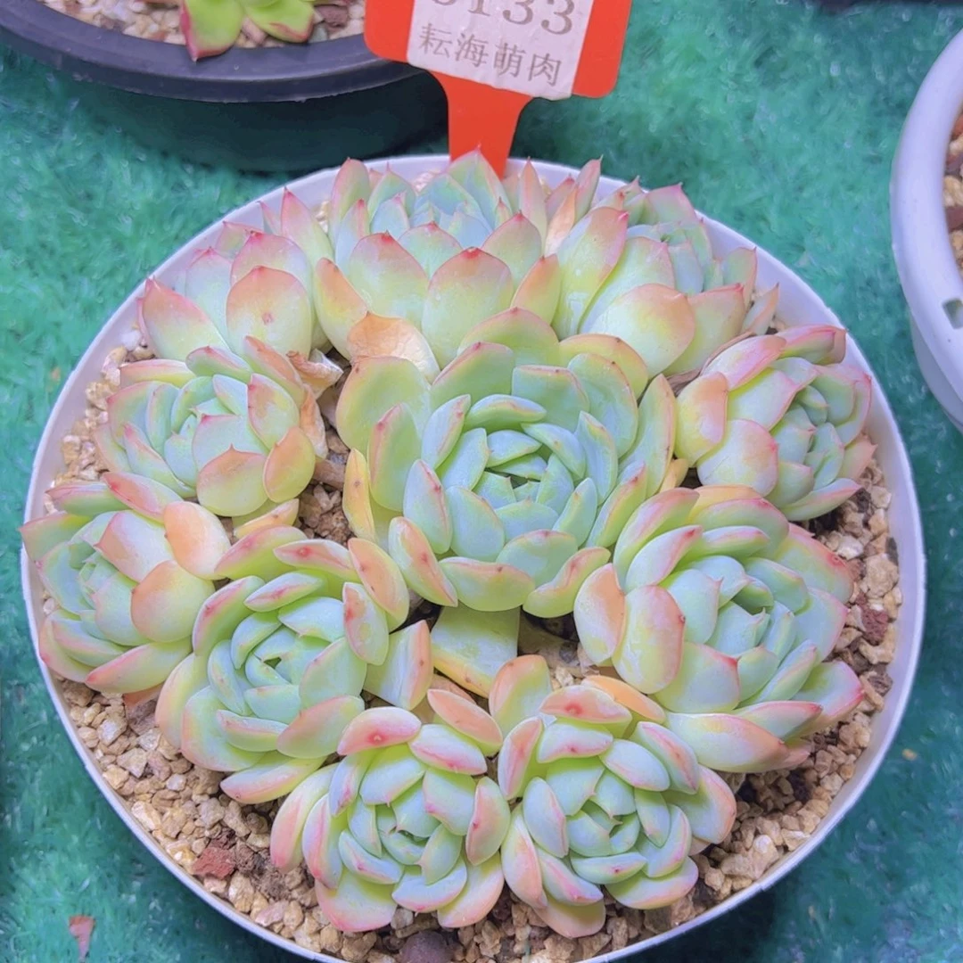 莎莎女王6133多肉植物