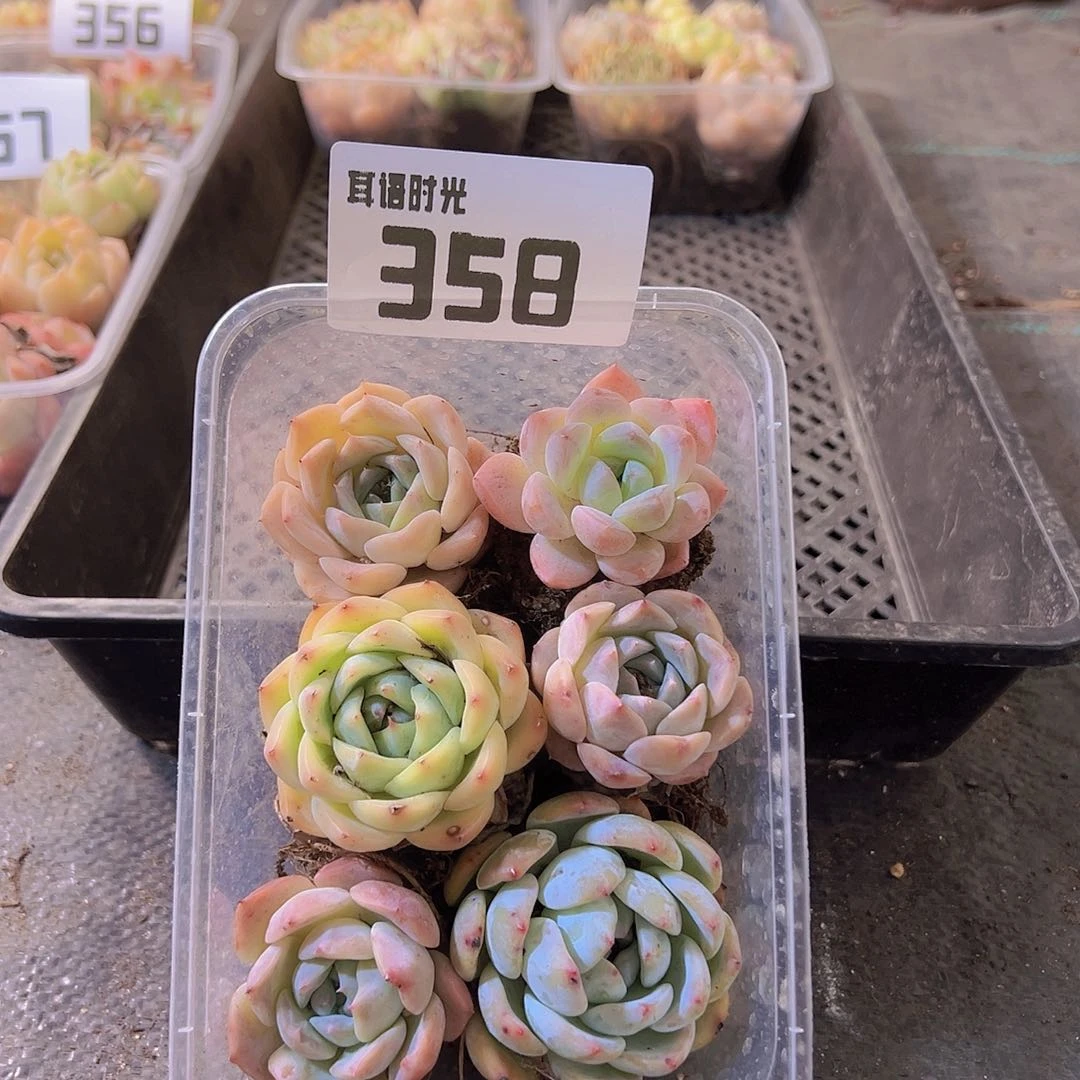 358，拼盘，多肉植物