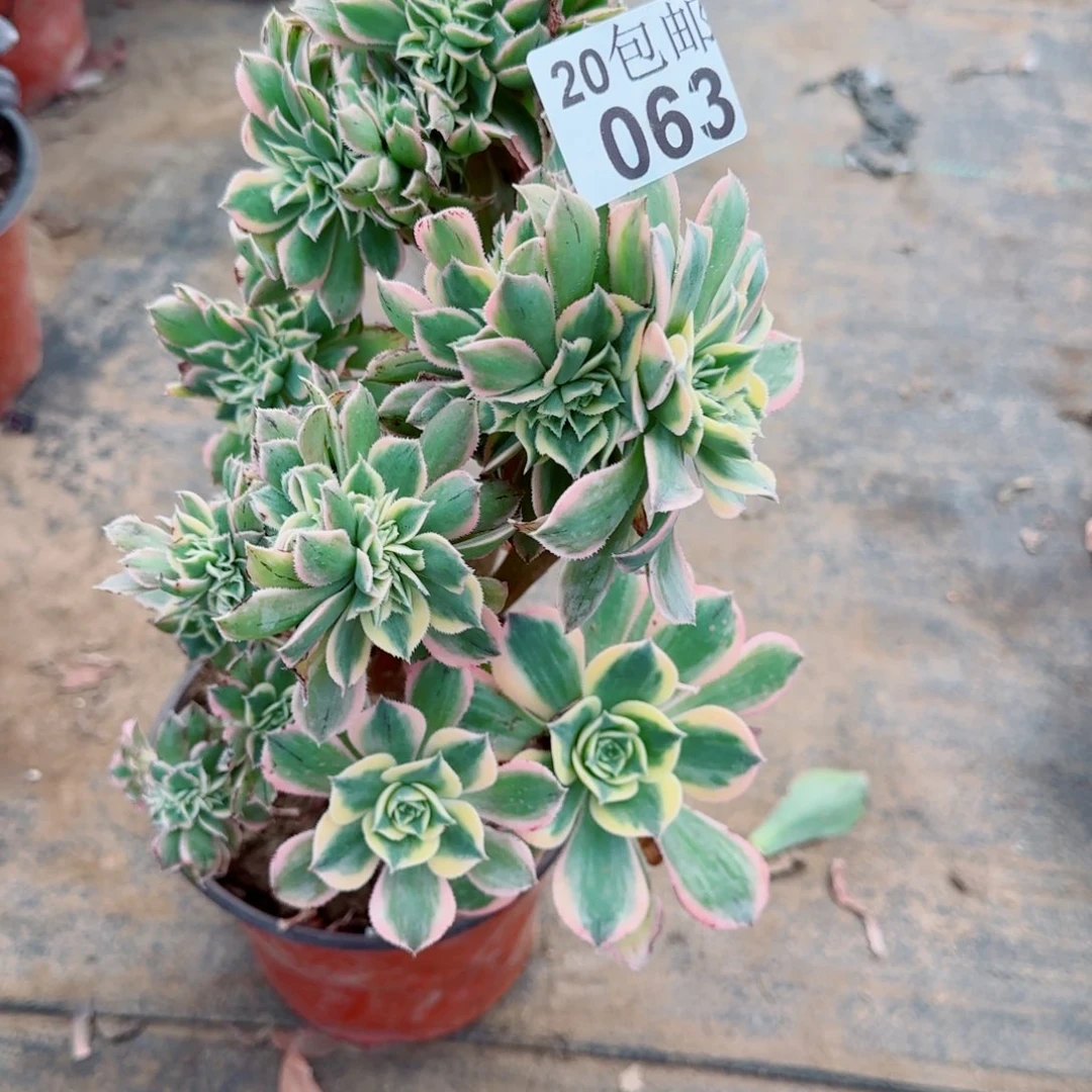 平****8灿烂缀化多肉063满20包邮断枝不包