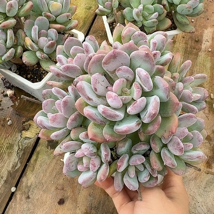 灰姑娘多肉植物的生长