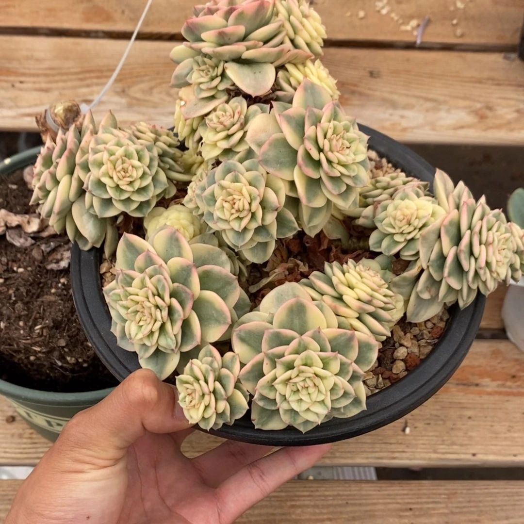 蜡牡丹多肉植物9124