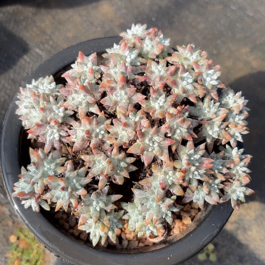 白菊，仙女杯多肉。