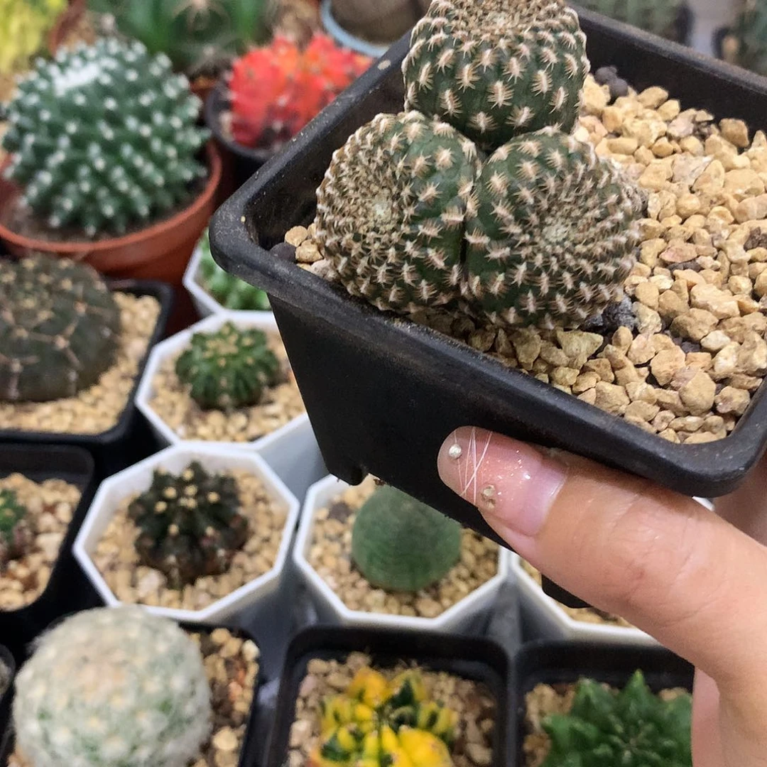 当前无花栽培后可以开花黄环丸仙人球