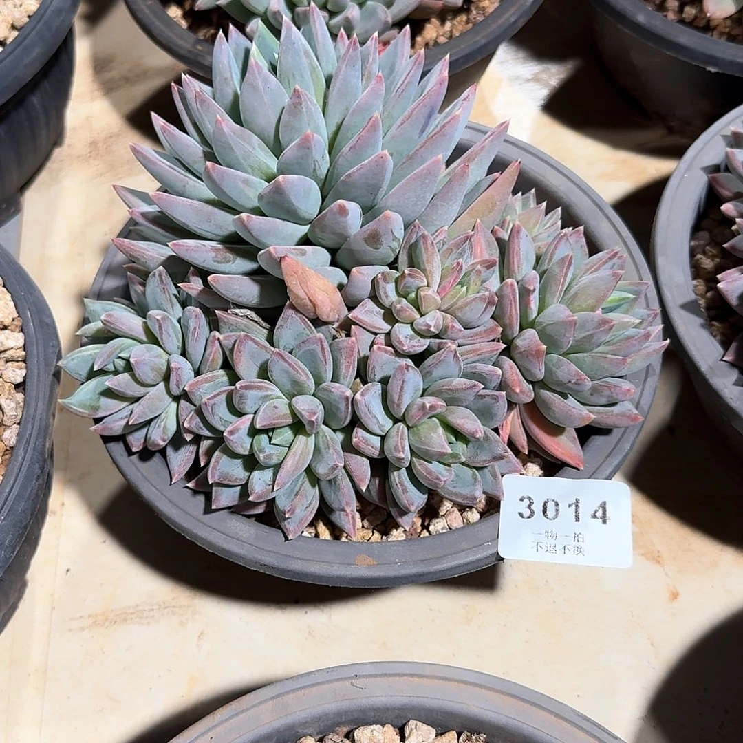 嘟*3014号红旦多肉