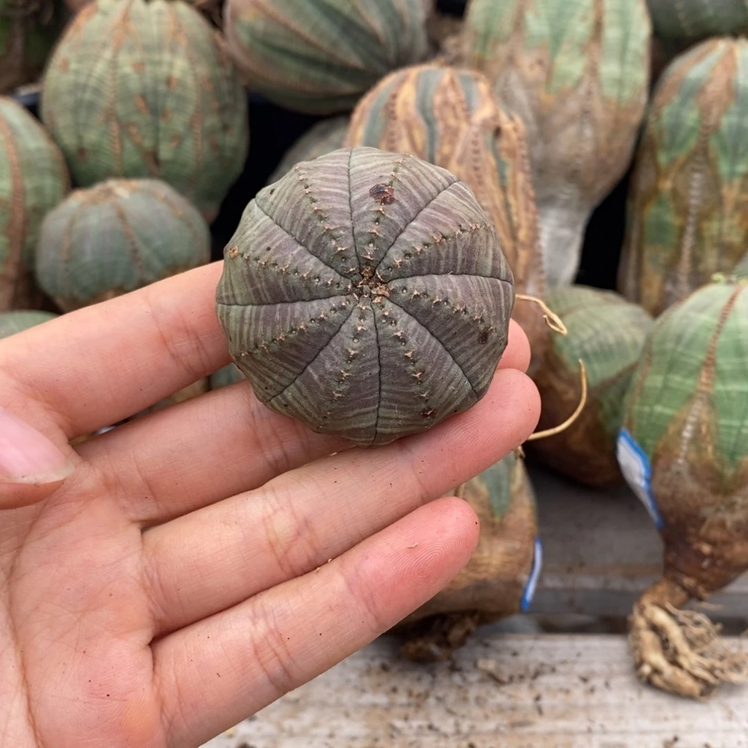 27欧系实生布纹球一物一拍