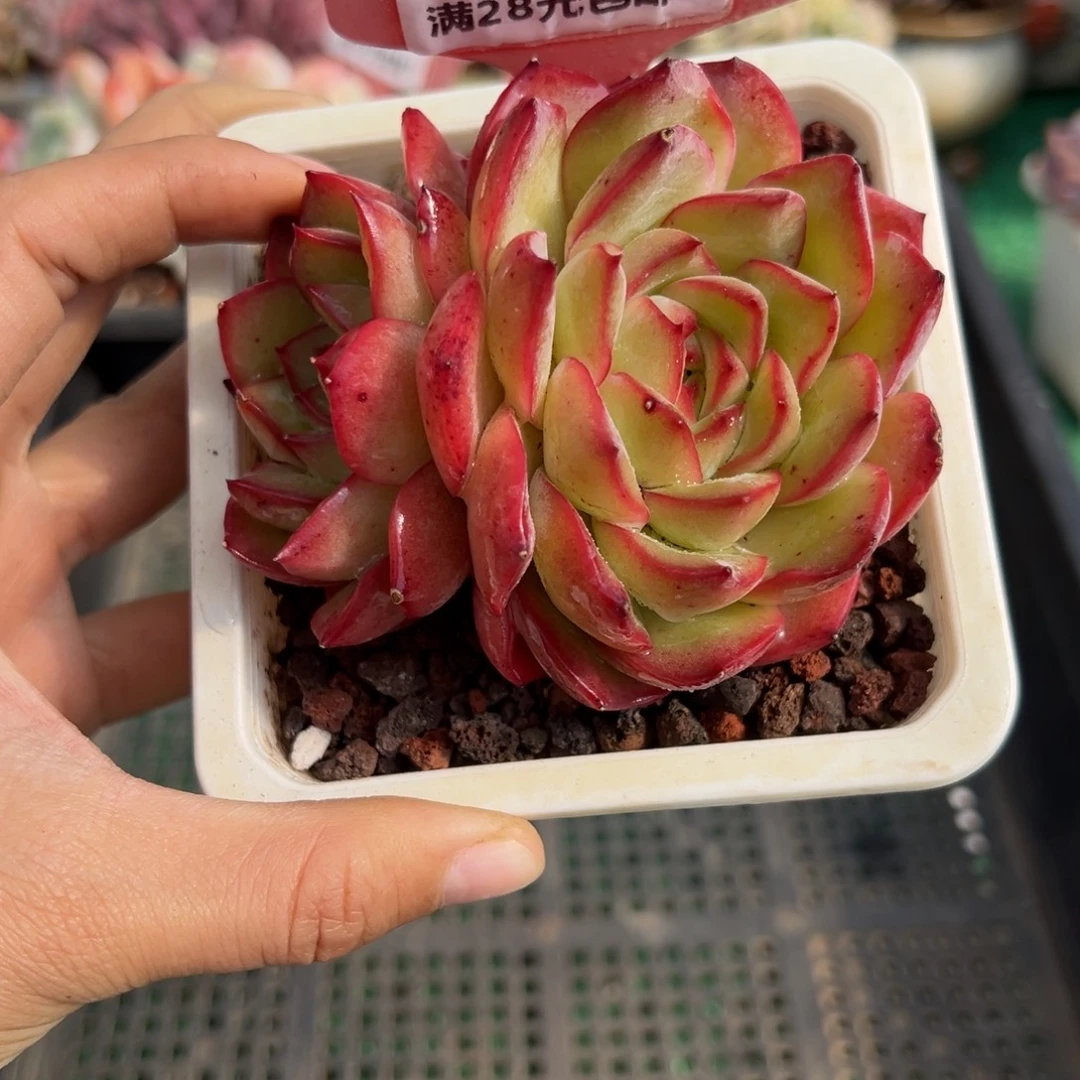 表妹精品多肉植物115.