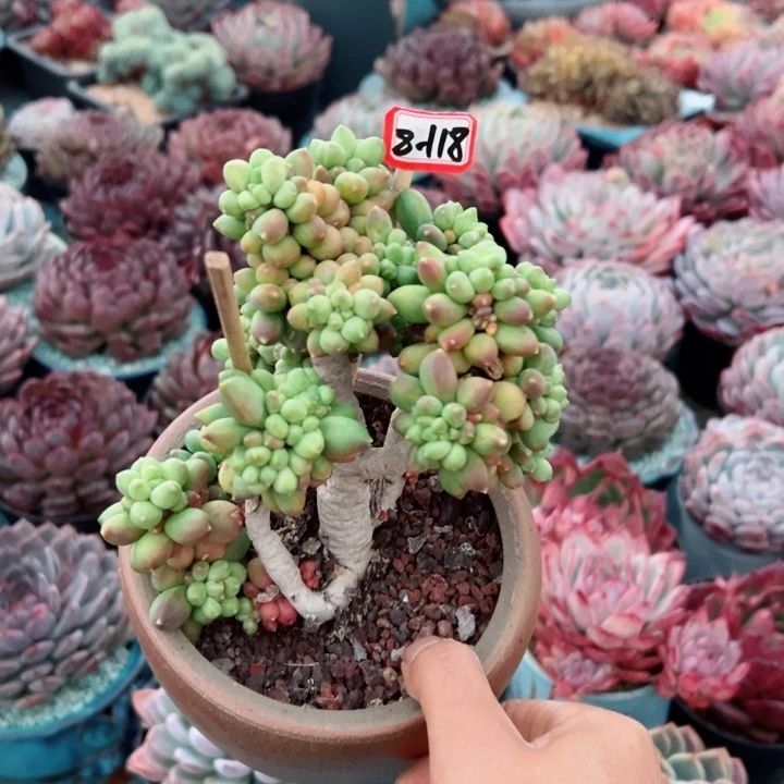 赵*精品多肉植物老桩