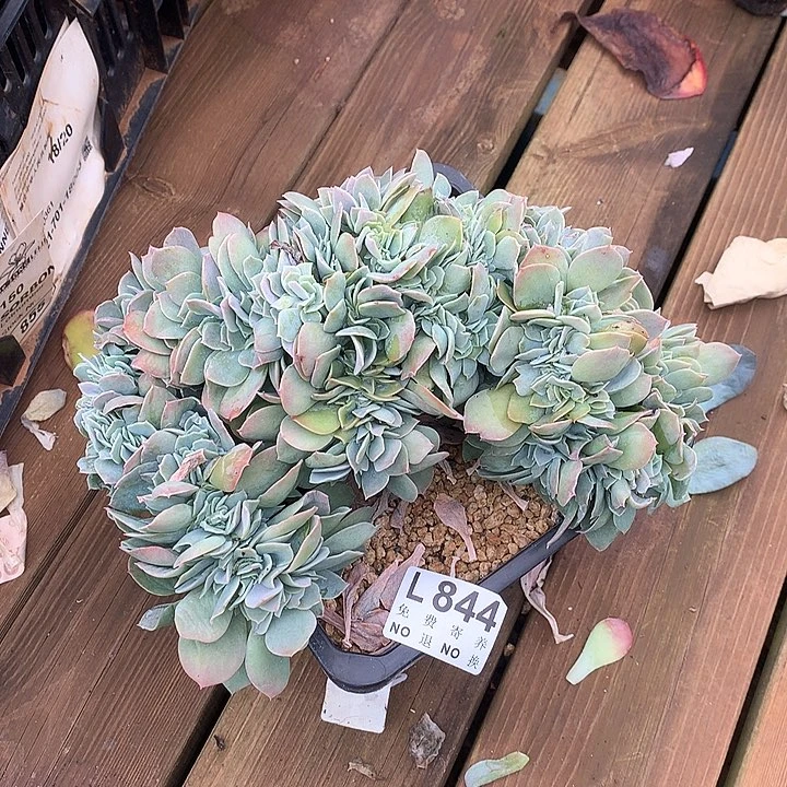 白玉兰缀化大板子 多肉植物9.28号发