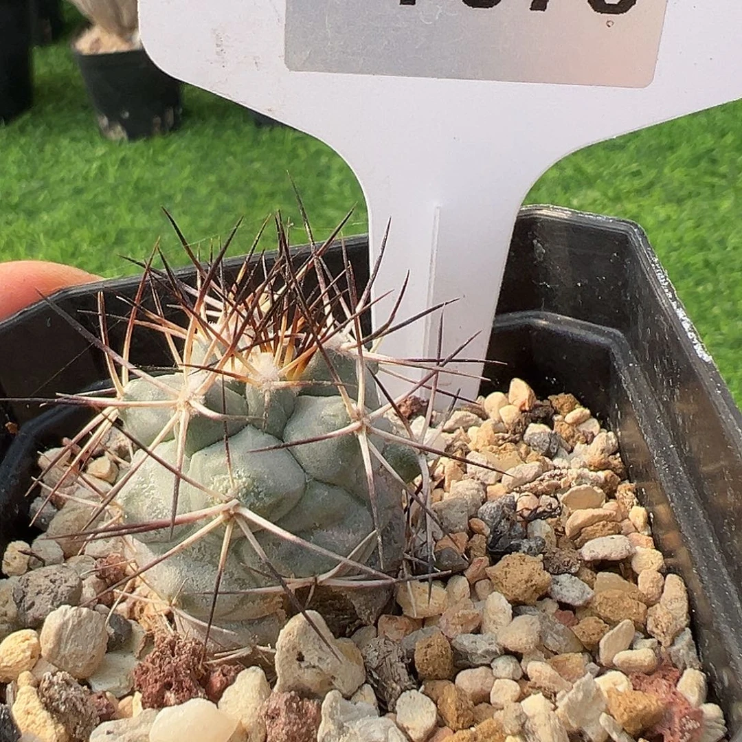 7678 黑枪实生满 39 包邮非偏远地区