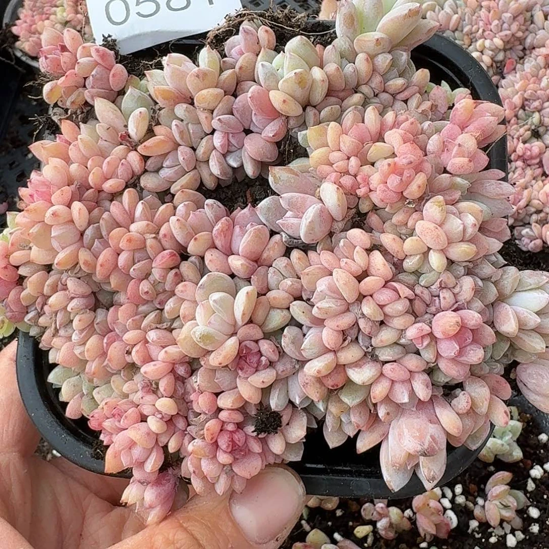 杂交新品珍妮多肉581