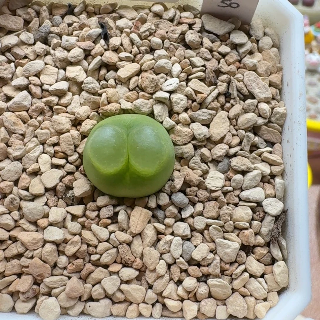 1120-028卡毛肉锥1.7cm