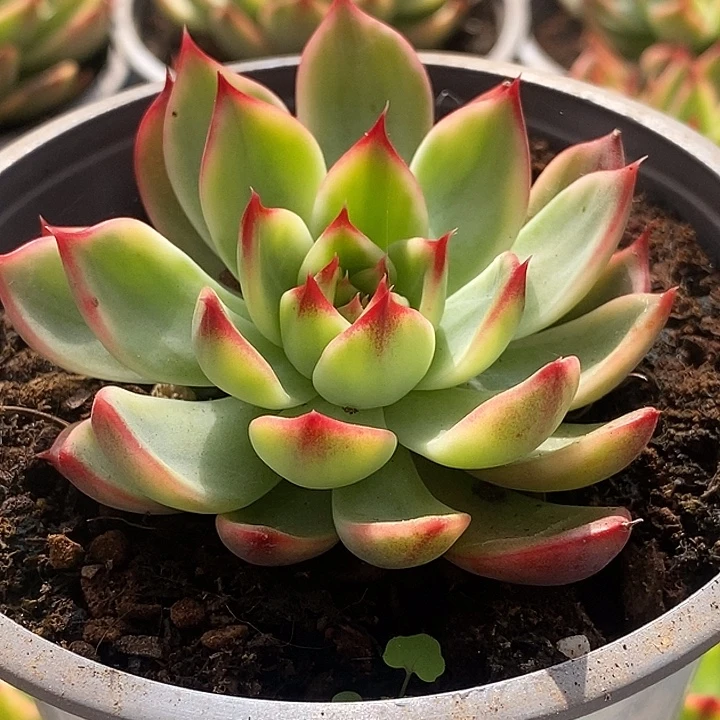 桃花哈哈哈哈哈哈