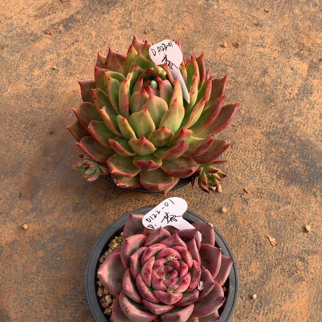 东云组拍0122-01（茶）