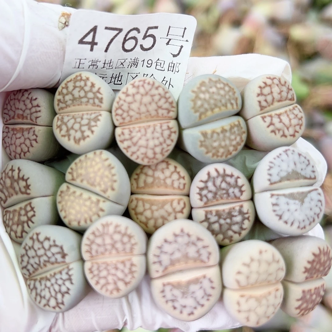 4765 好养易活生石花大母本15个1.5cm左右