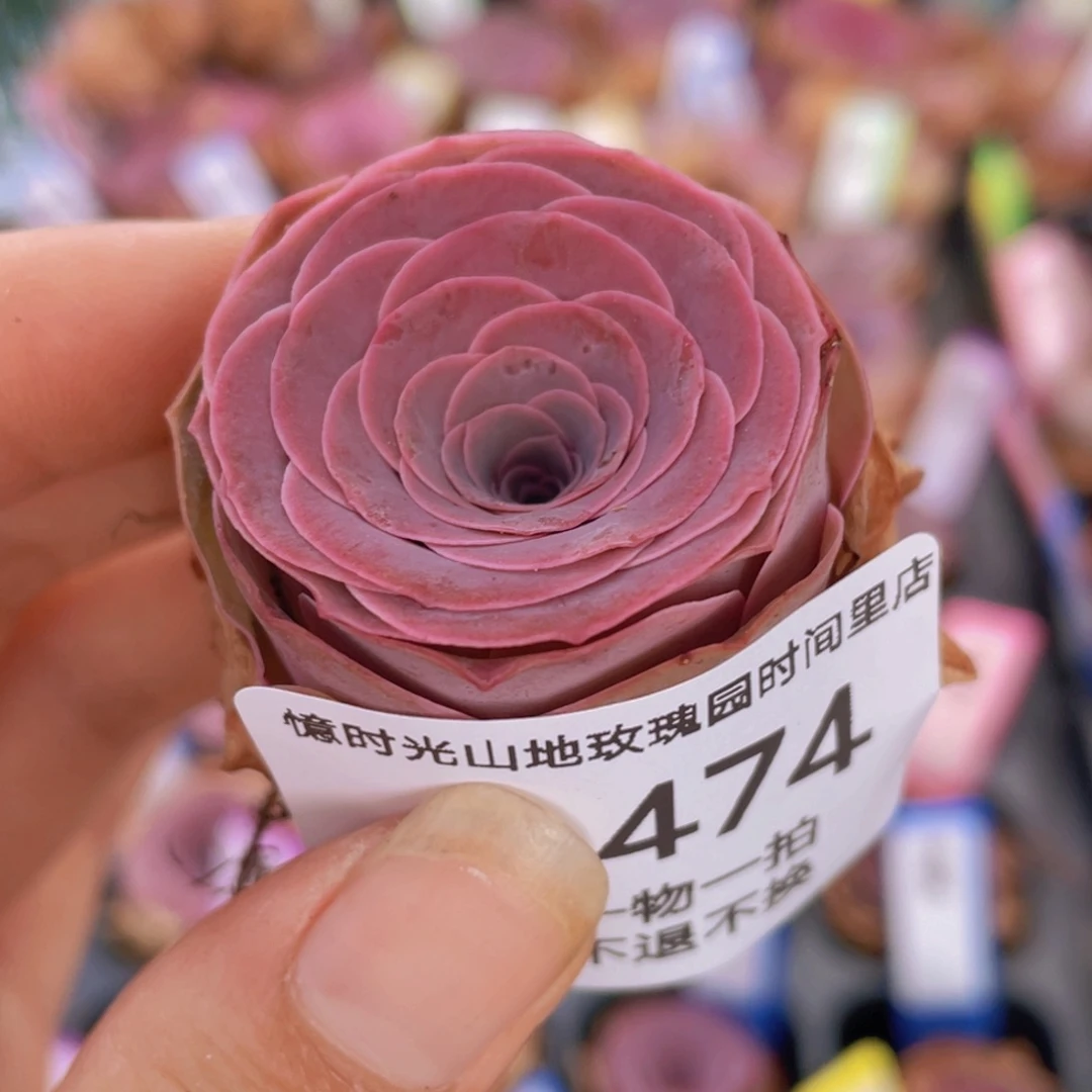 山地玫瑰橙妮斯J474