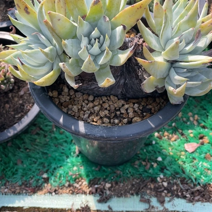 苹果叶雪山多肉老庄
