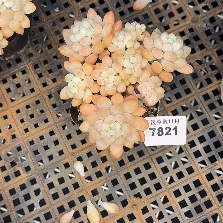 阿雅园艺。         7821鱼子酱