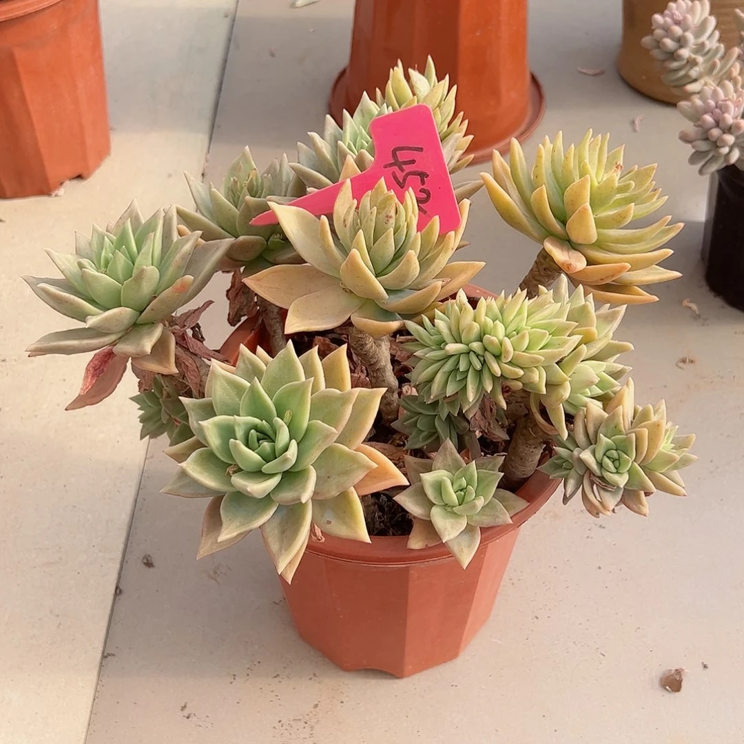 想*452黄金表丽娜多肉