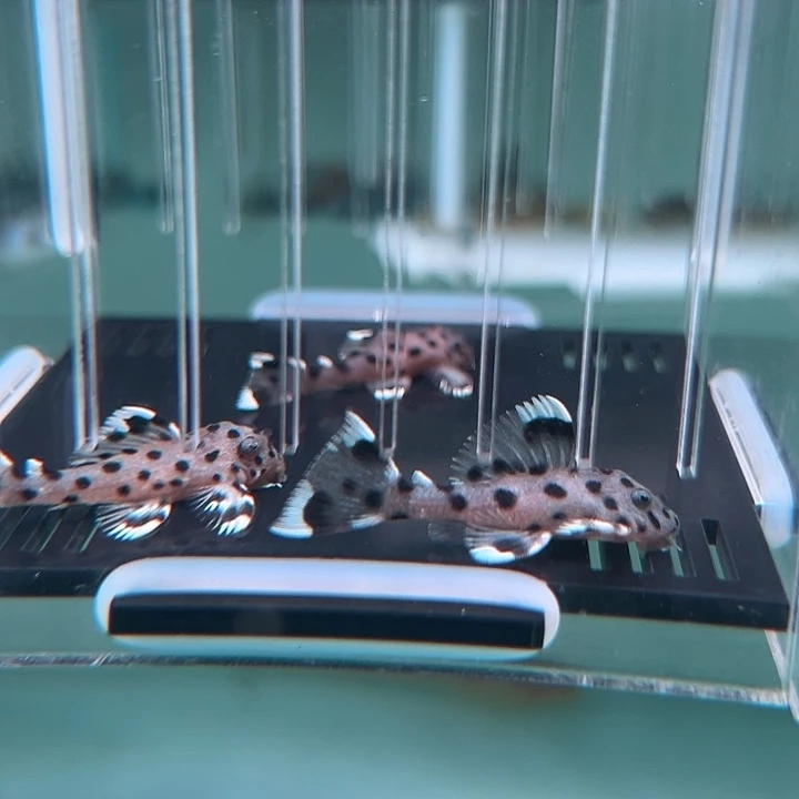 清道夫鱼30-005瑕疵老鼠斑3条尺寸3-3.5