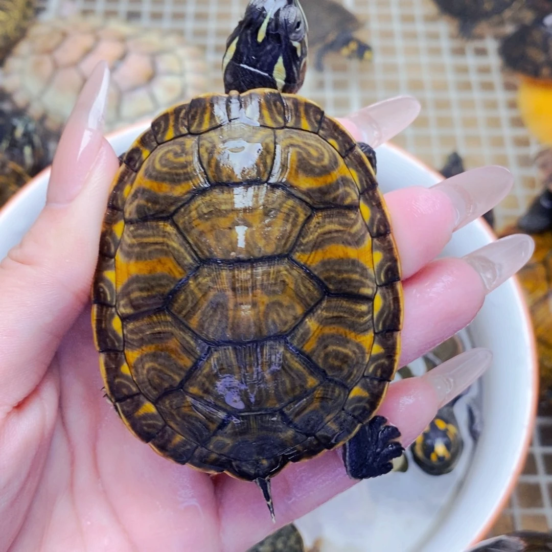 不分公母宠物龟满纹火焰6.8+