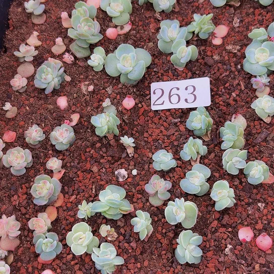 幽*多肉植物多肉植物263
