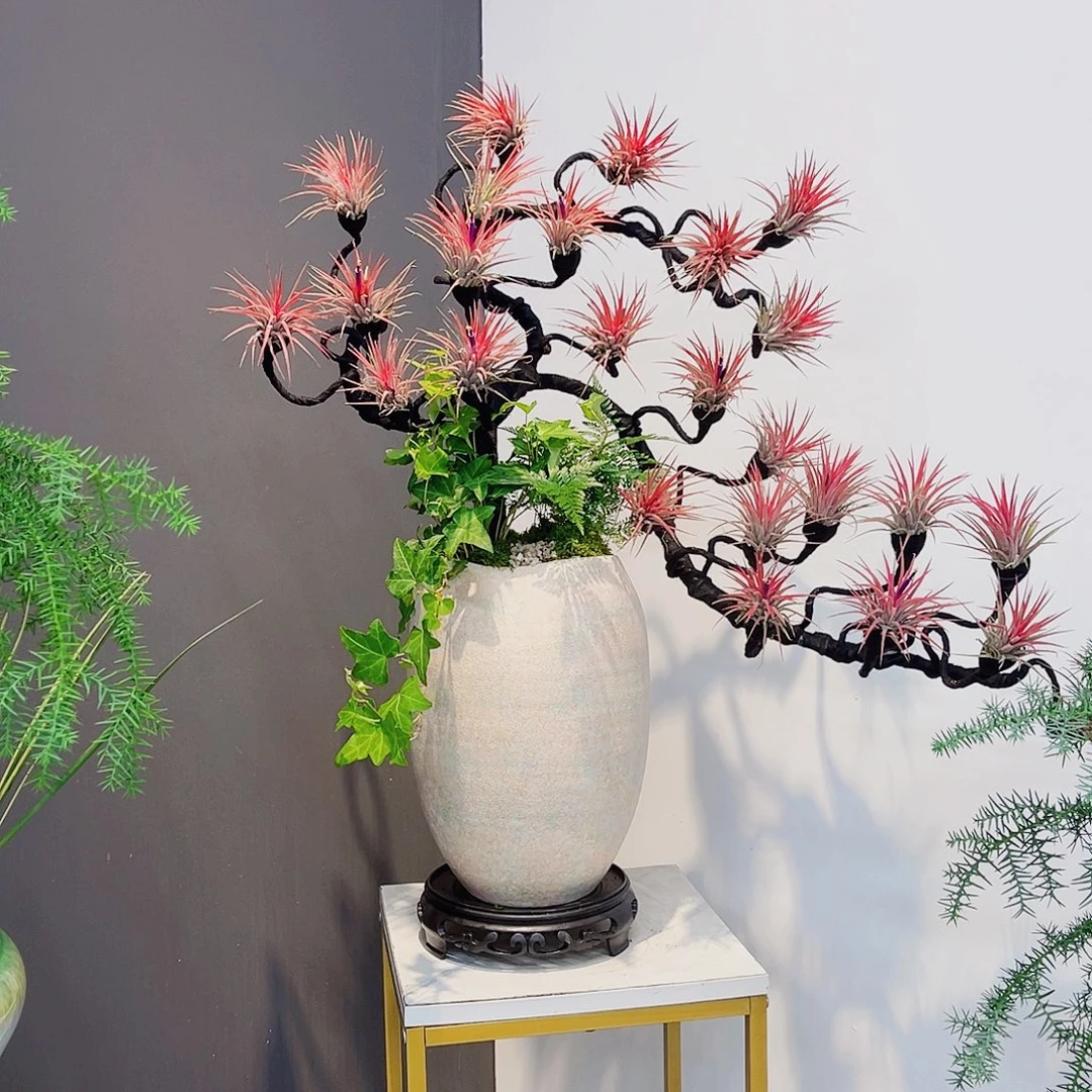 无花朵高端盆景一物一拍