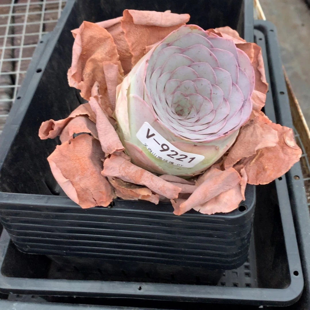 9221巨无霸紫帕g vv