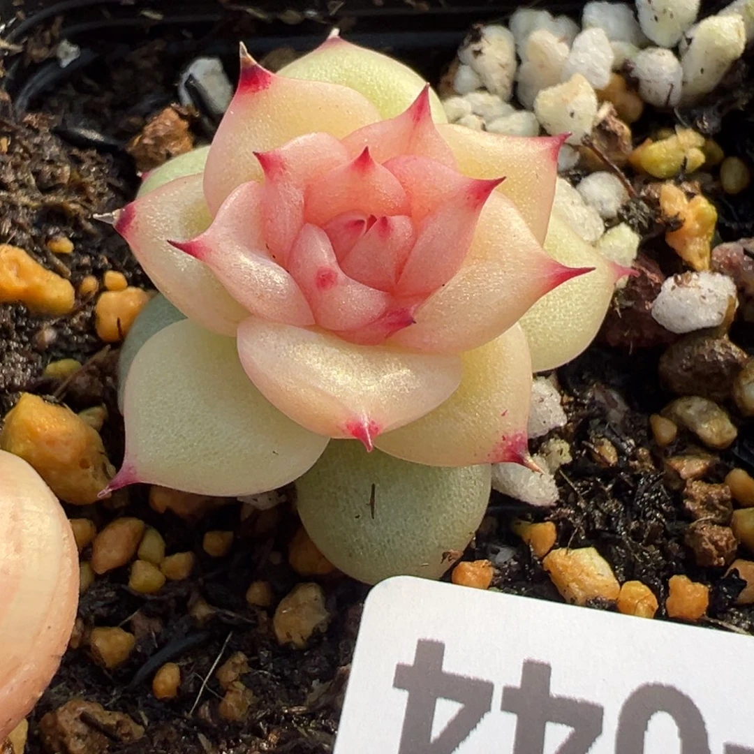 小卡拉米糖心一物一拍3-44