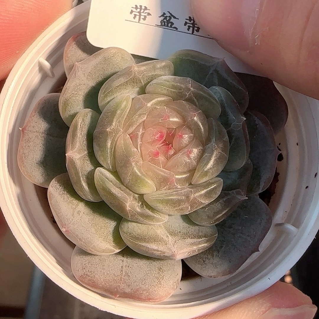 多肉1204-226白恋