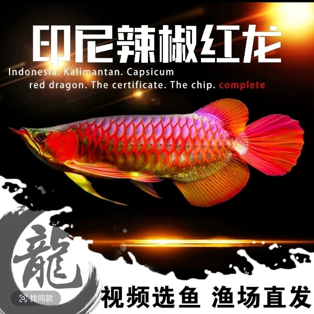 印尼大湖红龙热带鱼观赏鱼卡普瓦斯纯血包红