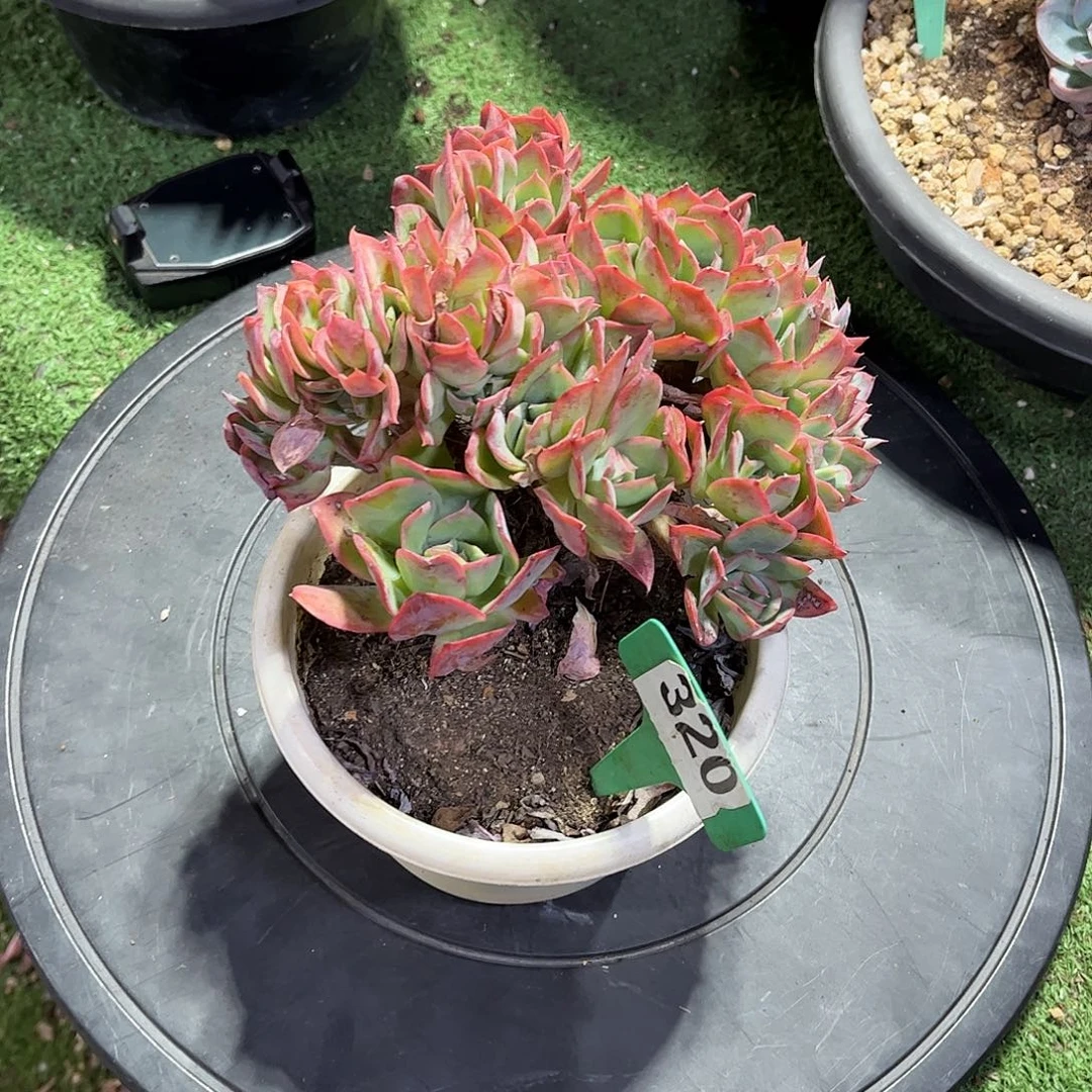 清***歌绮罗多肉植物保护320