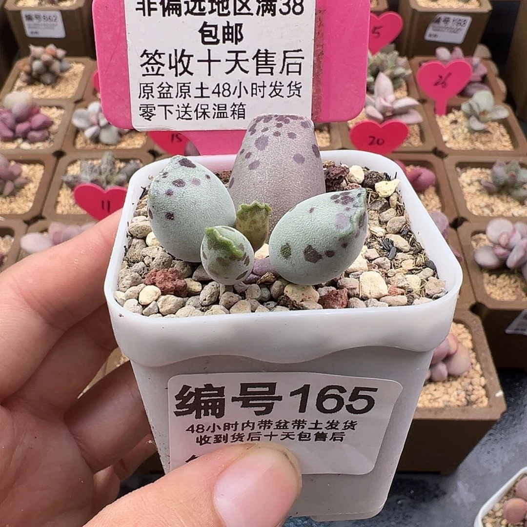 鱼***咪165丸叶海豹多肉植物