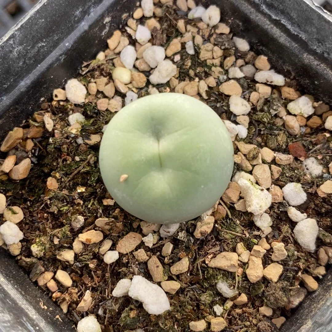 813一颗大型P嘴一颗