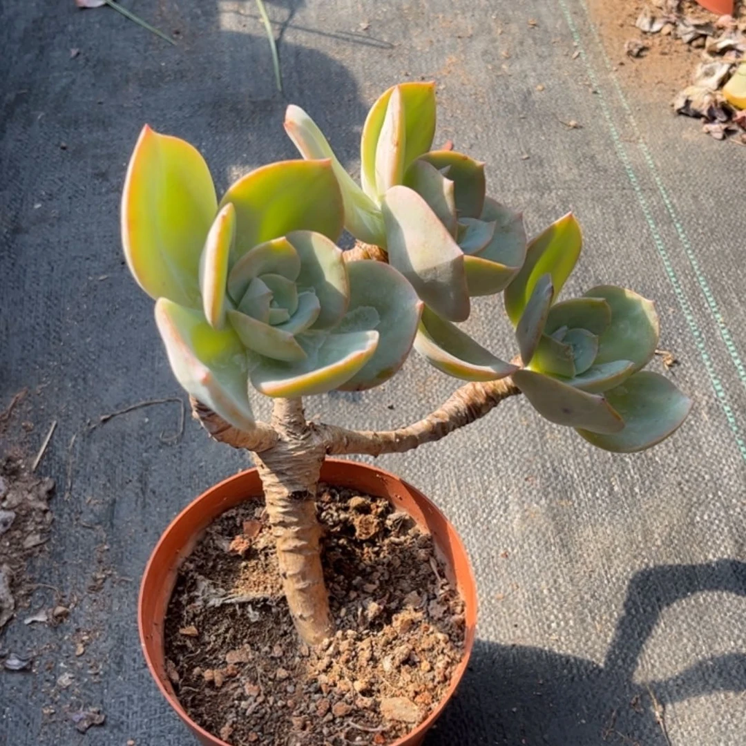 【闪购商品】无花朵小****?