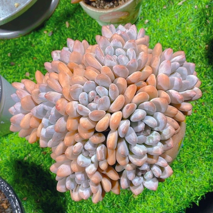 谢谢你的支持0000078