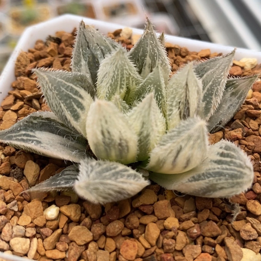 458糊斑绘卷锦一物一拍