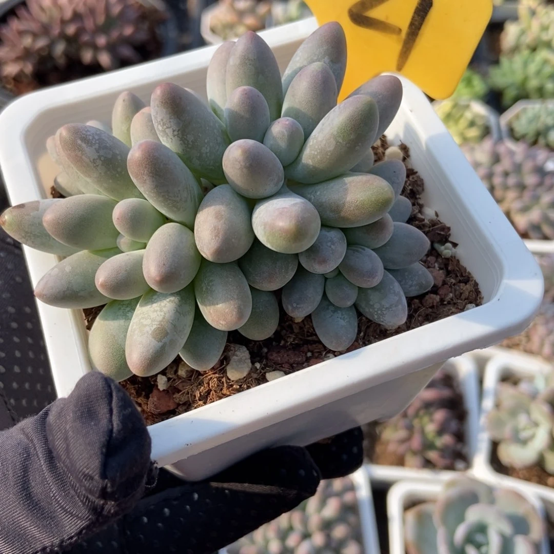 521汤圆多肉植物保护