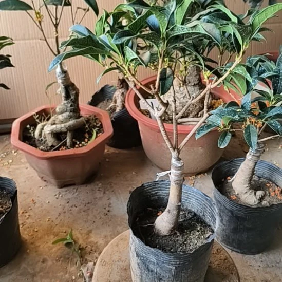 明***仁完全开放八月桂陈香