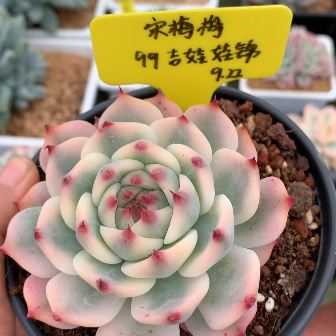 宋***梅好看的小姐姐们呀