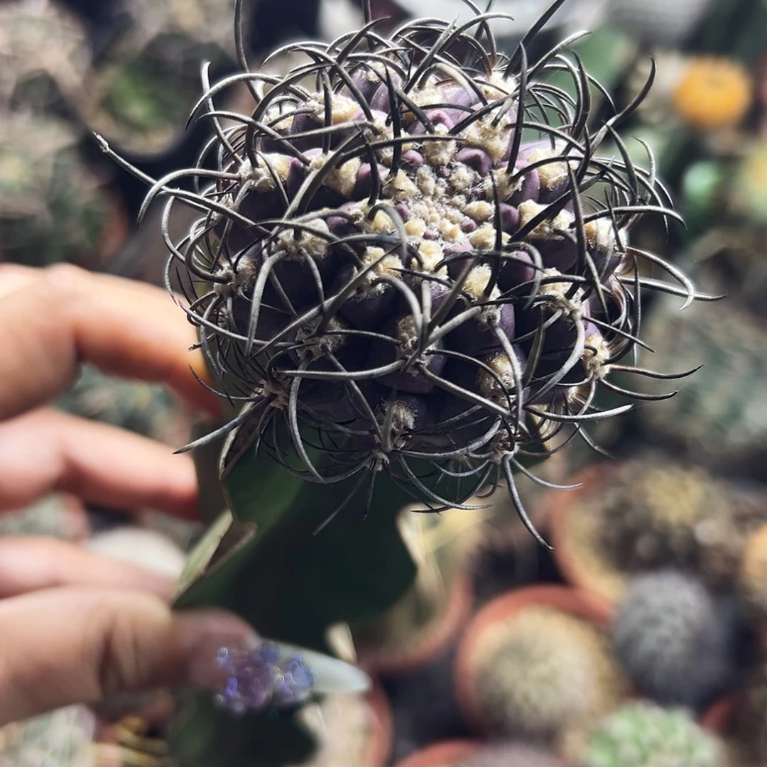 紫皮暗黑仙人球6666666