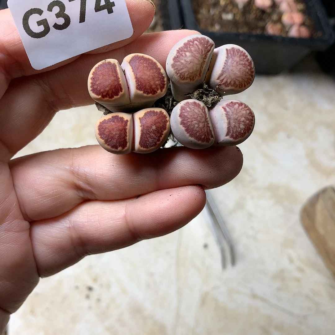 G374多肉植物保护