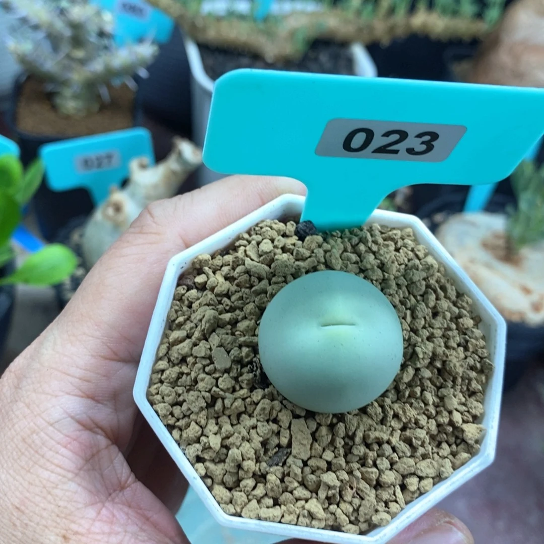 鸽子蛋多肉植物一个